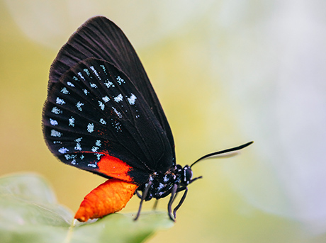 Atala butterfly