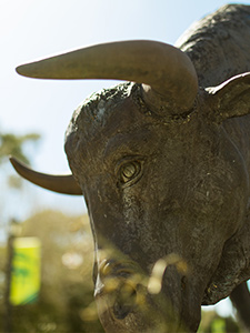 Placeholder image of bull statue