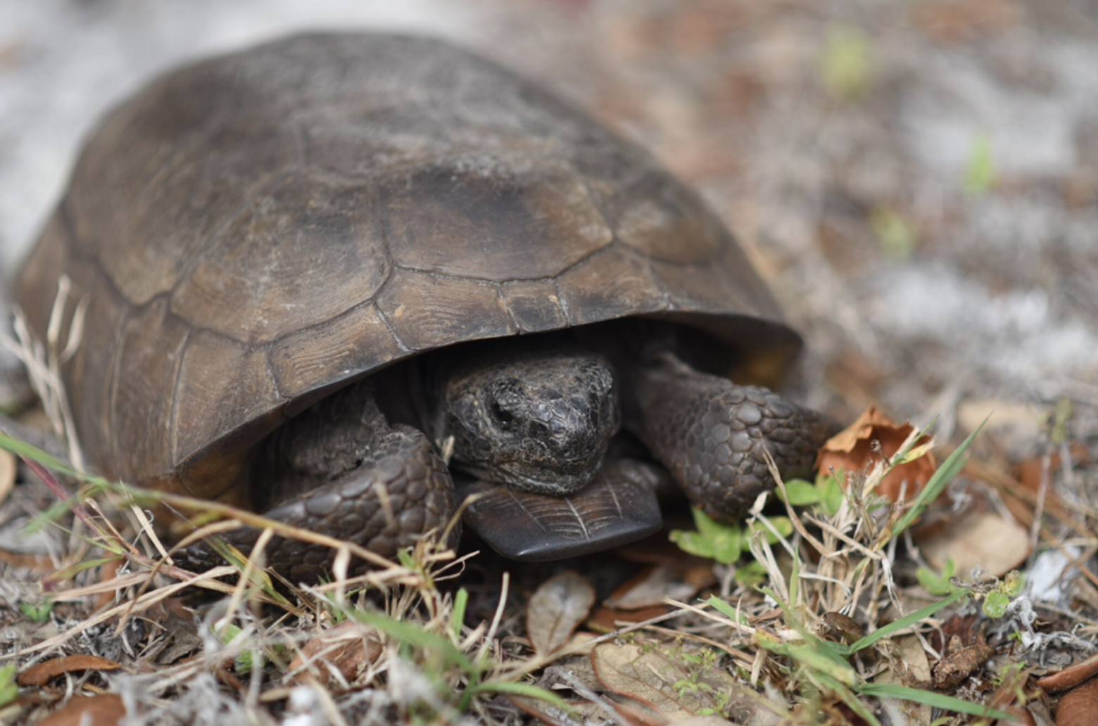 Gopher Tortoise