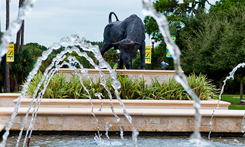 Picture of USF bull near a fountain
