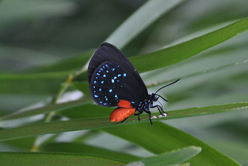 Atala butterfly