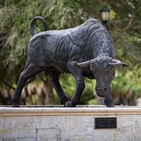 campus bull