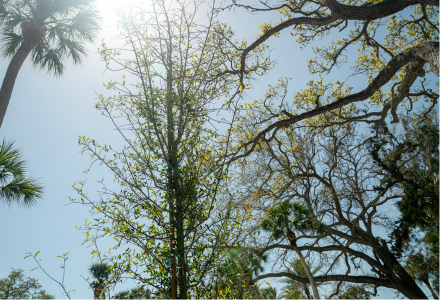 First tree of the project