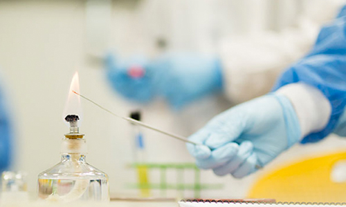 Student holding a needle over a bunsen burner at USF Sarasota-Manatee