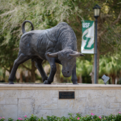 USF Bull